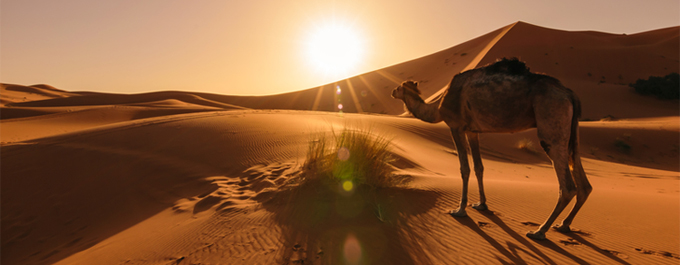 The Sahara Desert is Worth the Visit